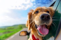 Golden Retriever with head out of car window